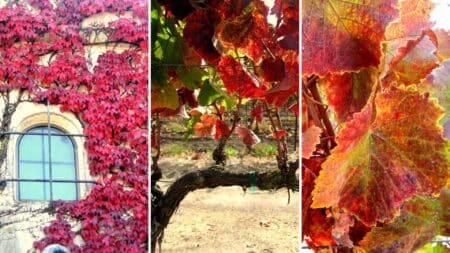 Three grid image each showing an outdoor scene of colorful fall leaves